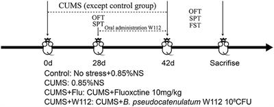 Bifidobacterium pseudonumeratum W112 alleviated depressive and liver injury symptoms induced by chronic unpredictable mild stress via gut-liver-brain axis